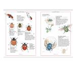 Inventario de insectos | Kamchatka Magic Toys