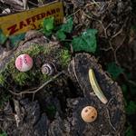 Wild Wild de Grapat | Arte en madera para niños | KamchatkaToys