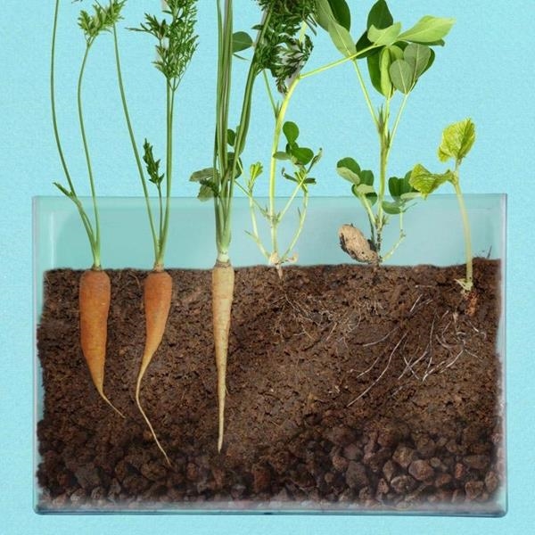 Vivarium Observatorio de Raíces | Juegos Montessori | Kamchatka
