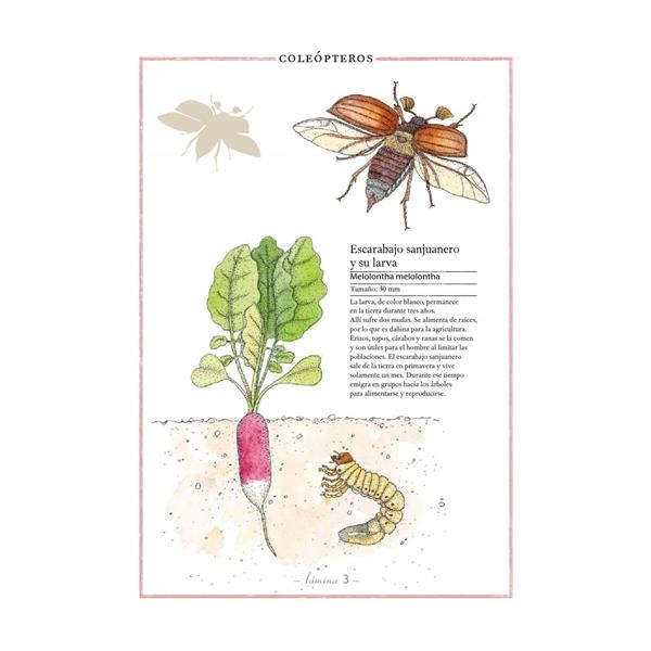 Inventario de insectos | Kamchatka Magic Toys
