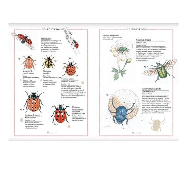 Inventario de insectos | Kamchatka Magic Toys