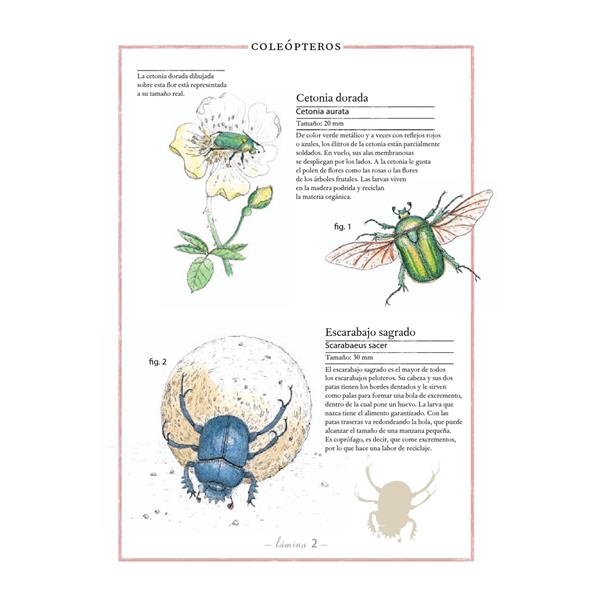 Inventario de insectos | Kamchatka Magic Toys