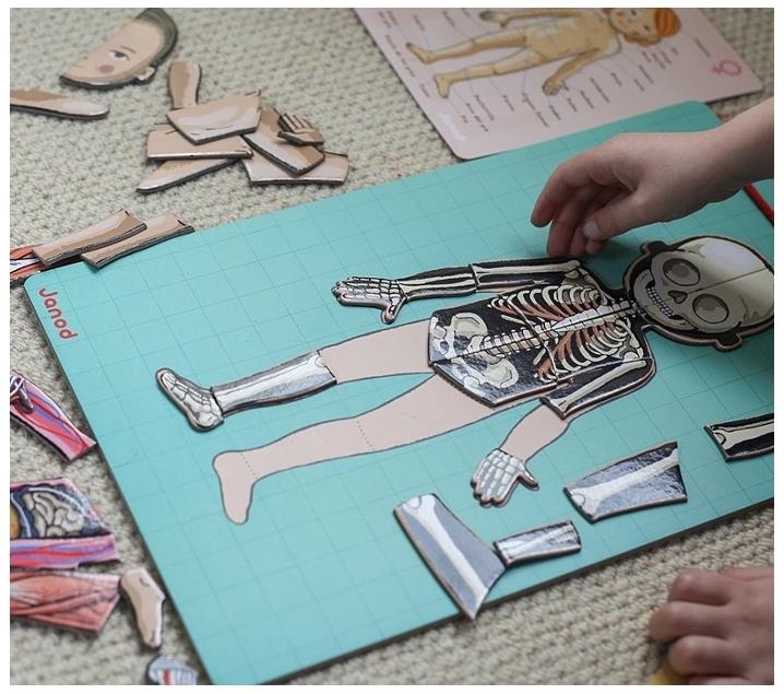 BODYMAGNET - CUERPO HUMANO | JAN-05491 | Juguetes de madera ecológicos, educativos y originales